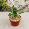 Euphorbia poissonii hybrid