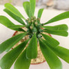 Euphorbia poissonii hybrid