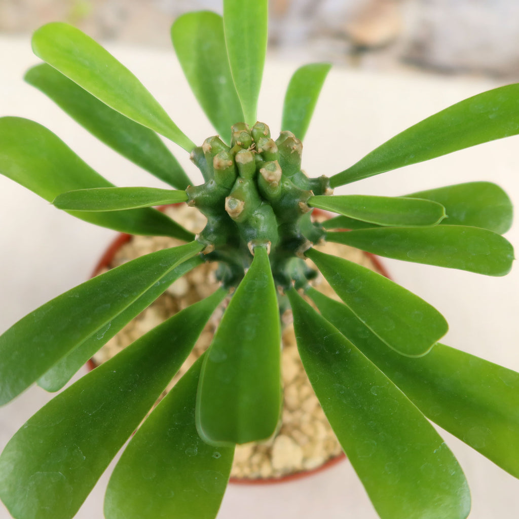 Potted indoor plant with glossy green leaves beside a small Buddha statue