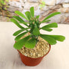 Euphorbia poissonii hybrid