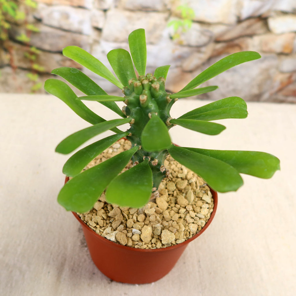 Potted indoor plant with glossy green leaves beside a small Buddha statue