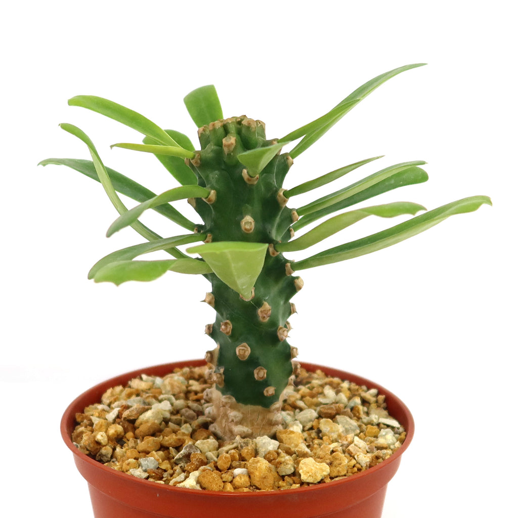 Potted indoor plant with glossy green leaves beside a small Buddha statue