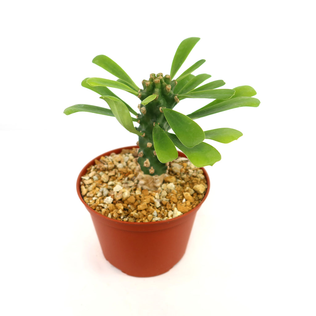 Potted indoor plant with glossy green leaves beside a small Buddha statue