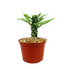 Euphorbia poissonii hybrid
