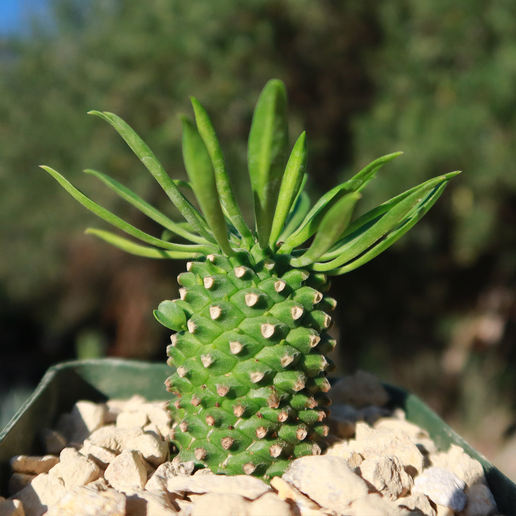 Euphorbia Sotetsu Kirin