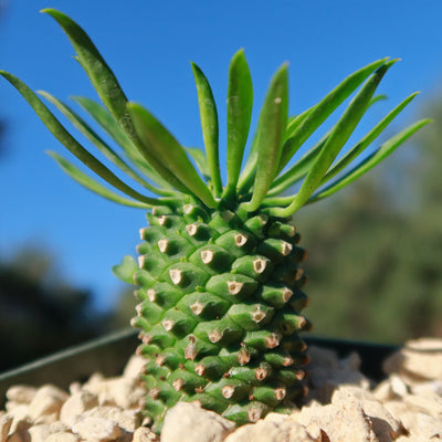 Euphorbia Sotetsu Kirin