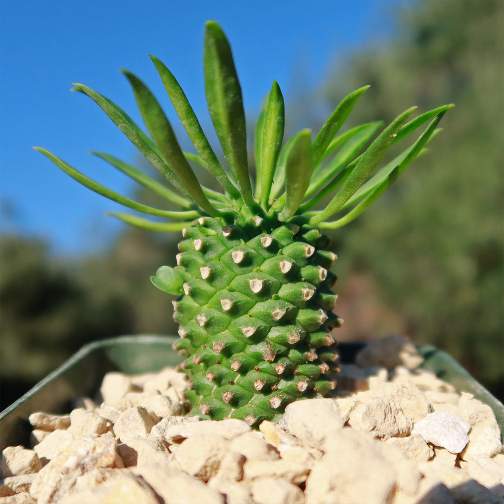 Euphorbia Sotetsu Kirin