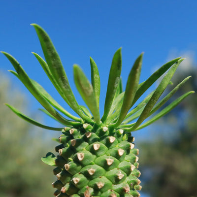 Euphorbia Sotetsu Kirin