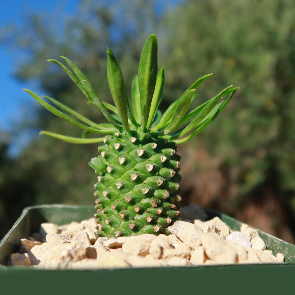 Euphorbia Sotetsu Kirin