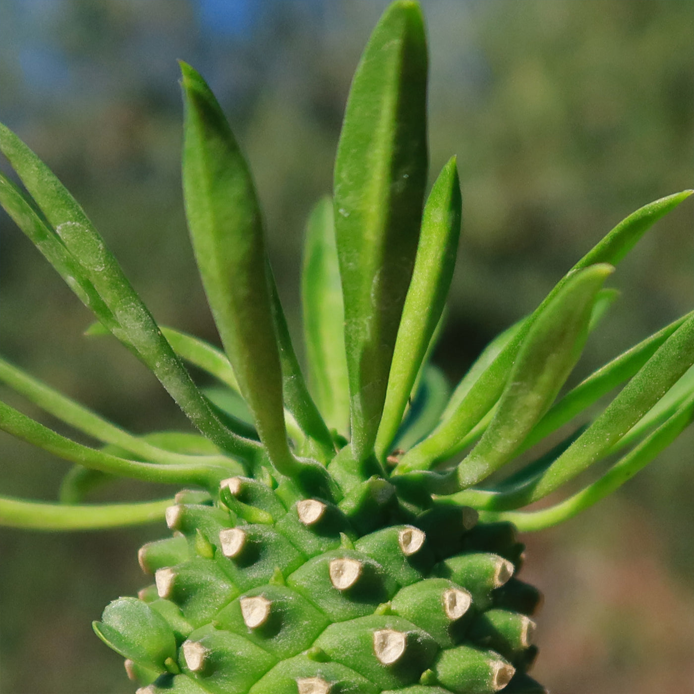 Euphorbia Sotetsu Kirin