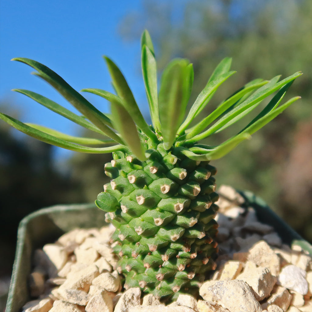 Euphorbia Sotetsu Kirin