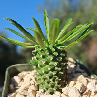 Euphorbia Sotetsu Kirin