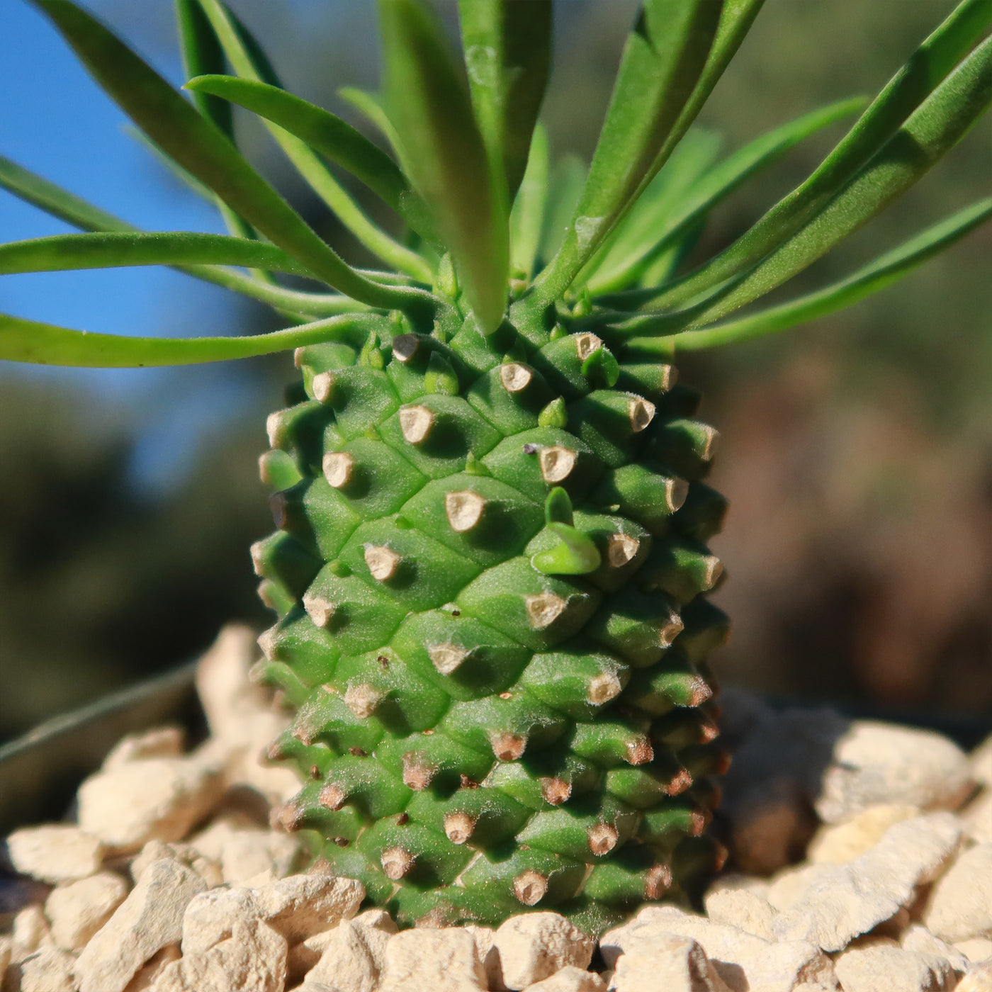 Euphorbia Sotetsu Kirin