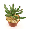 Euphorbia squarrosa