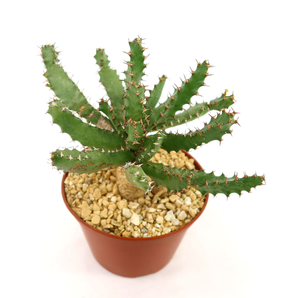 Euphorbia squarrosa
