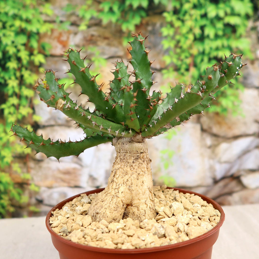 Euphorbia squarrosa