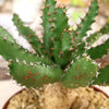 Euphorbia squarrosa