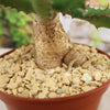 Euphorbia squarrosa