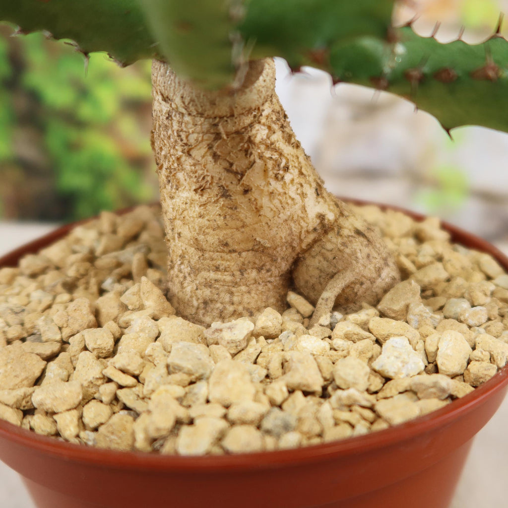 Euphorbia squarrosa