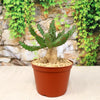 Euphorbia squarrosa