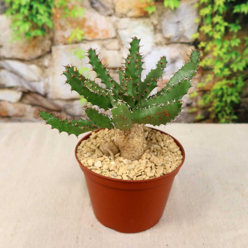 Euphorbia squarrosa