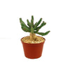 Euphorbia squarrosa
