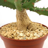 Euphorbia squarrosa