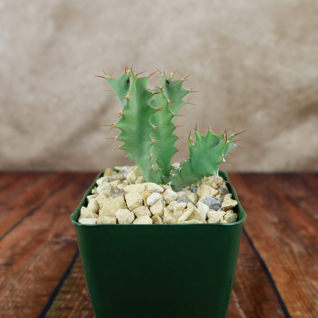 Euphorbia tortirama
