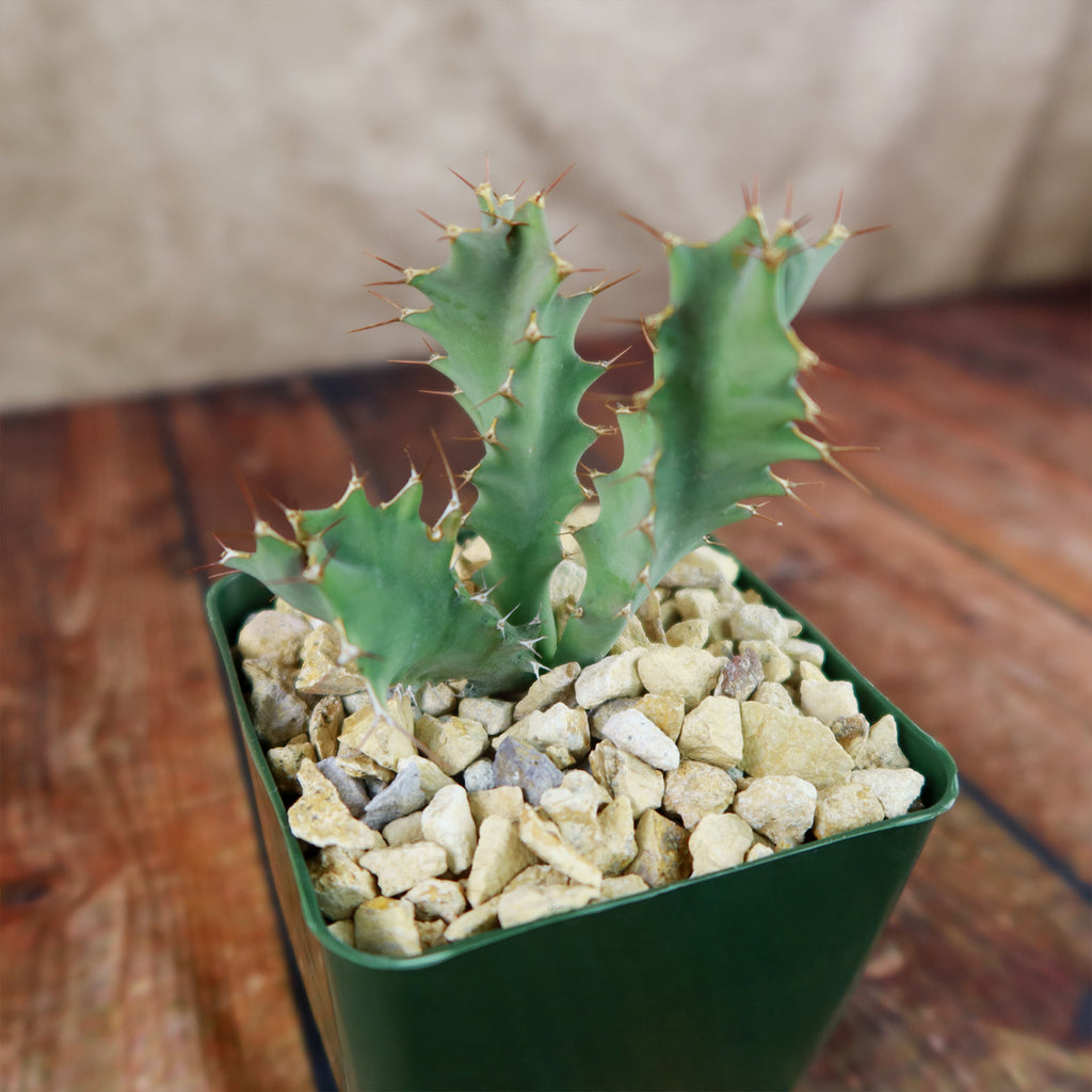 Euphorbia tortirama