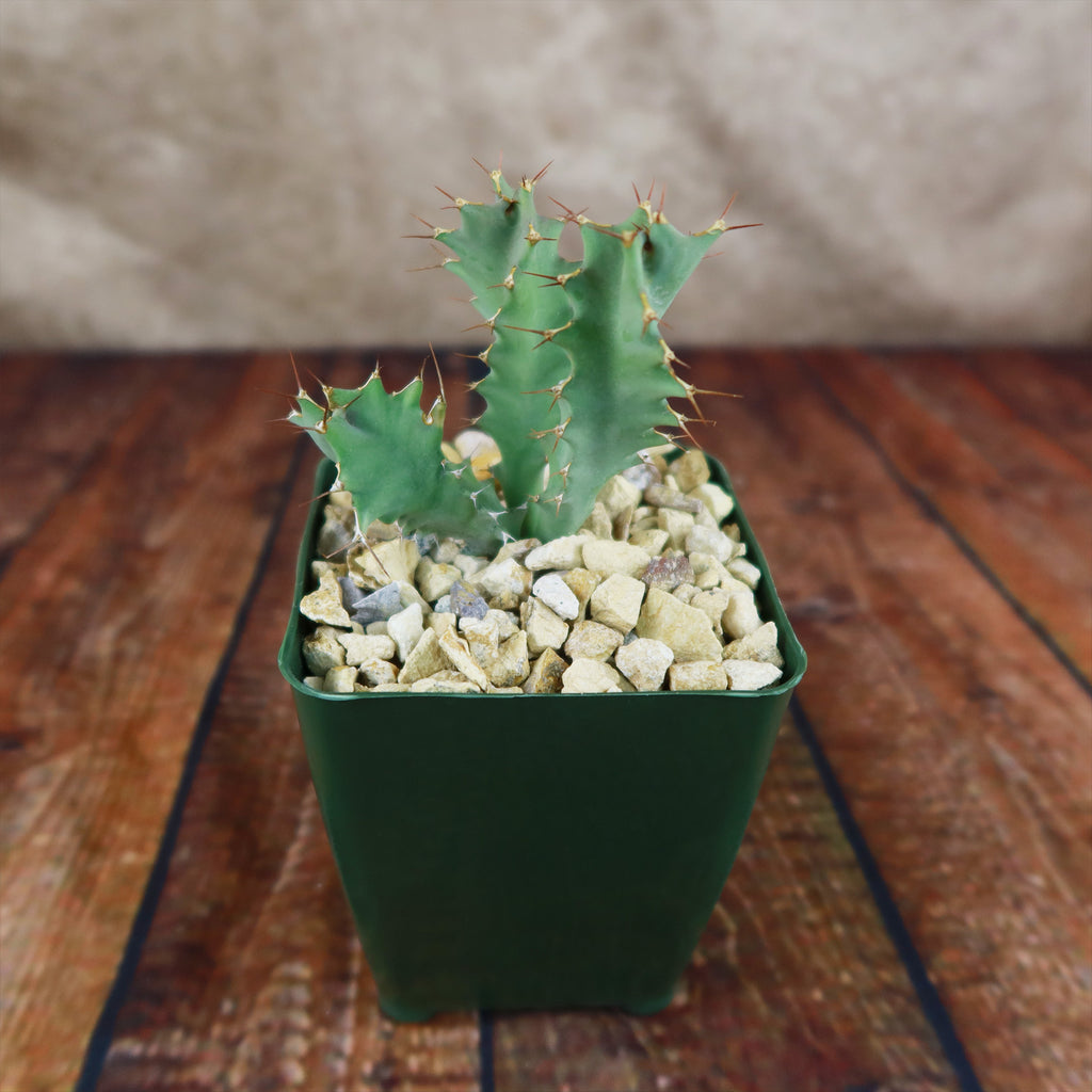 Euphorbia tortirama