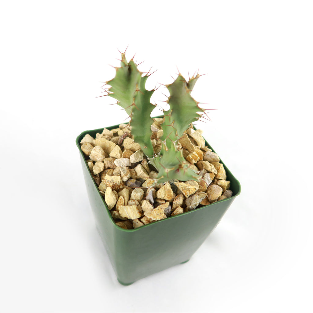 Euphorbia tortirama