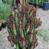 African Milk Tree - Euphorbia trigona &