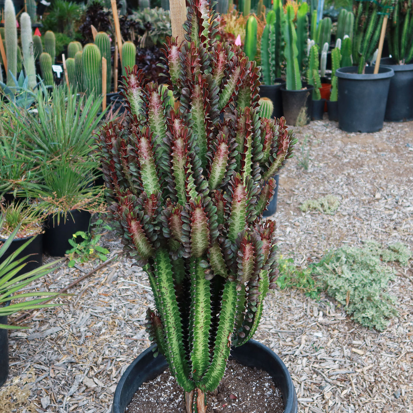 succulent milk African Milk Tree