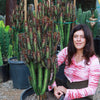 African Milk Tree - Euphorbia trigona &