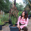 African Milk Tree - Euphorbia trigona &