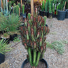 African Milk Tree - Euphorbia trigona &