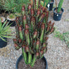 African Milk Tree - Euphorbia trigona &