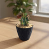 Euphorbia aggregata