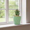 Euphorbia aggregata
