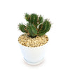 Euphorbia aggregata