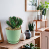 Euphorbia aggregata