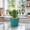 Euphorbia aggregata