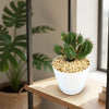 Euphorbia aggregata