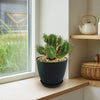 Euphorbia aggregata