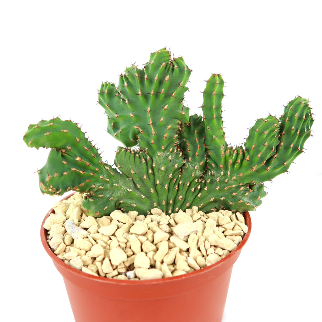 Euphorbia ammak crest