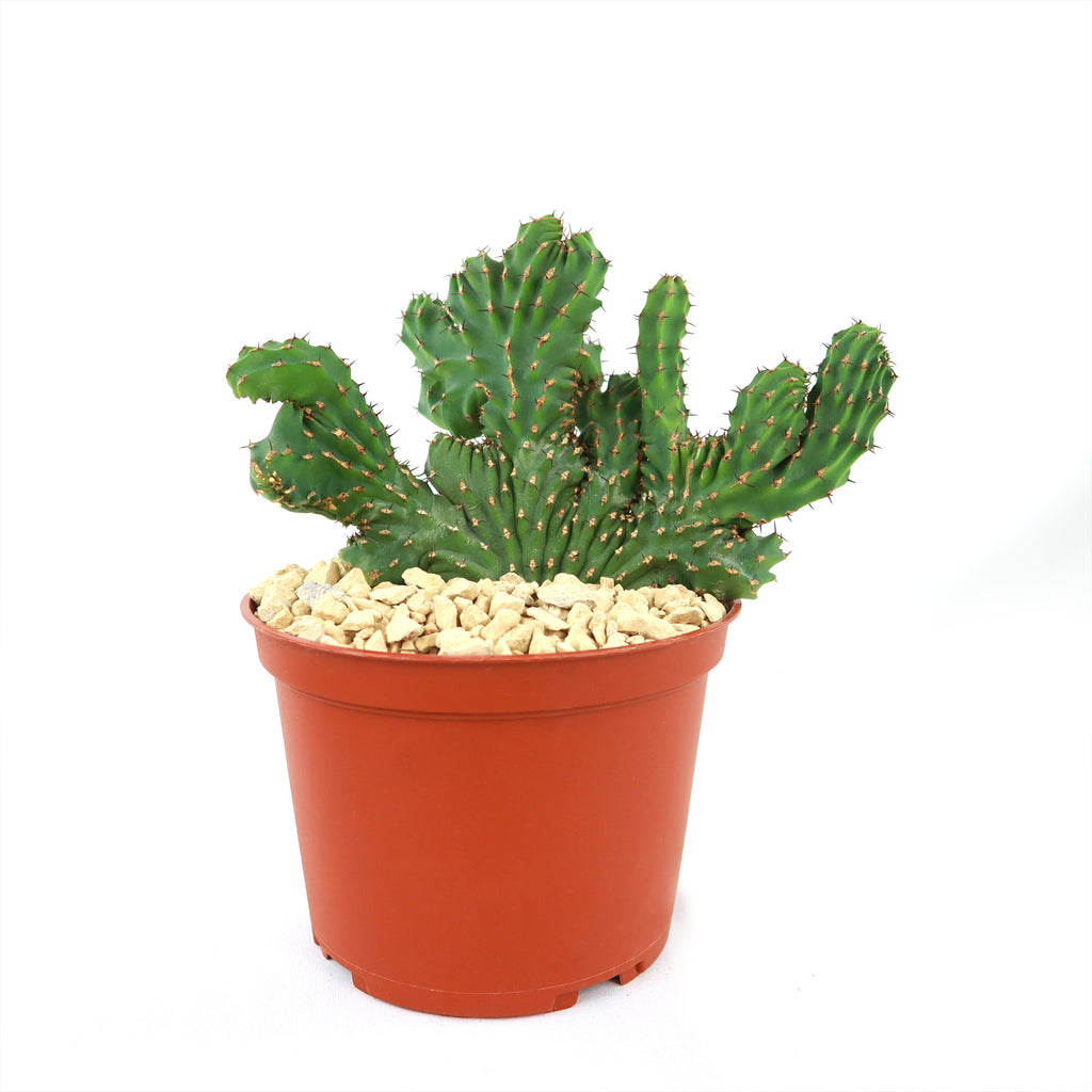 Euphorbia ammak crest