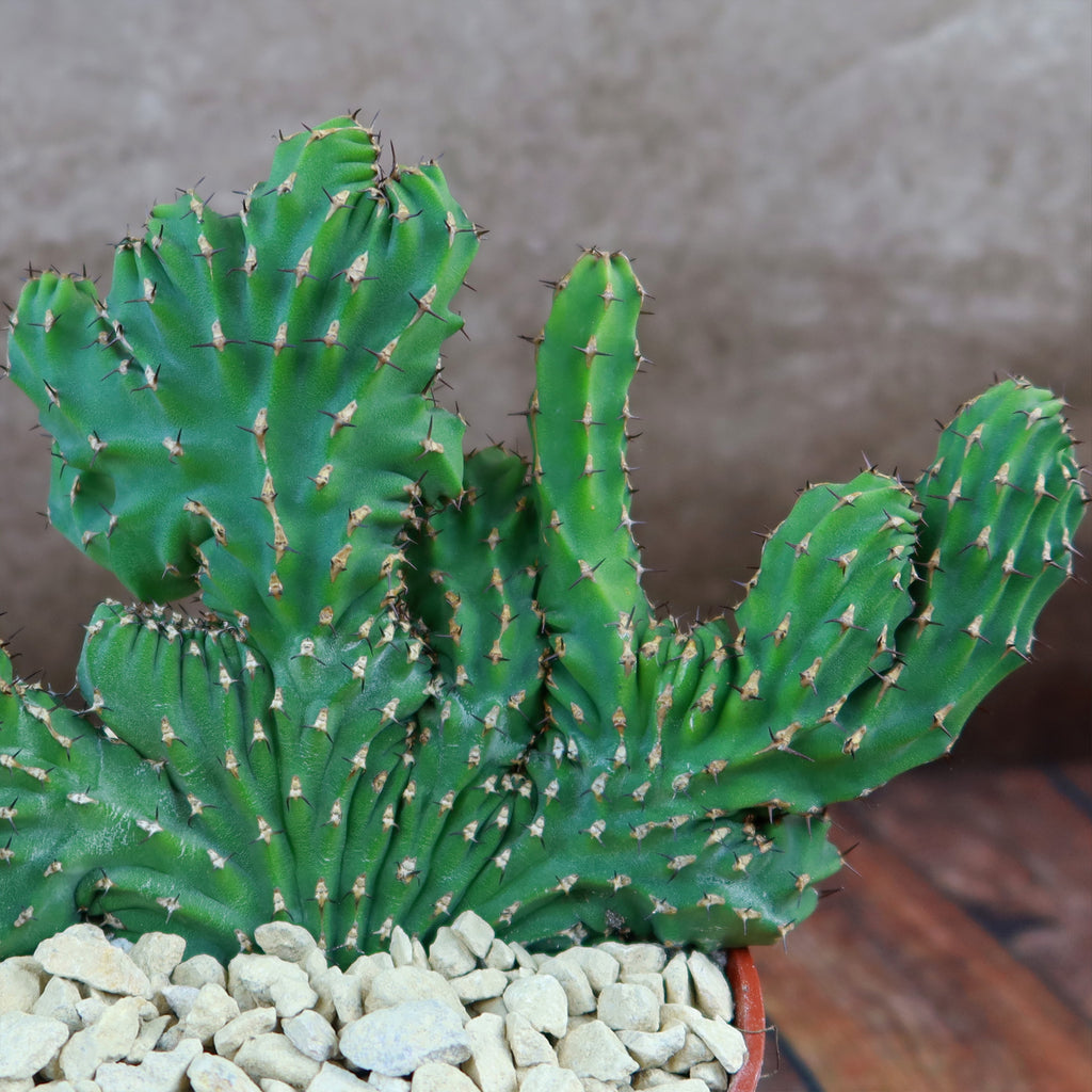 Euphorbia ammak crest