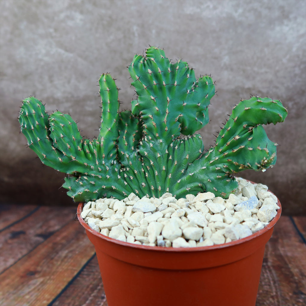 Euphorbia ammak crest