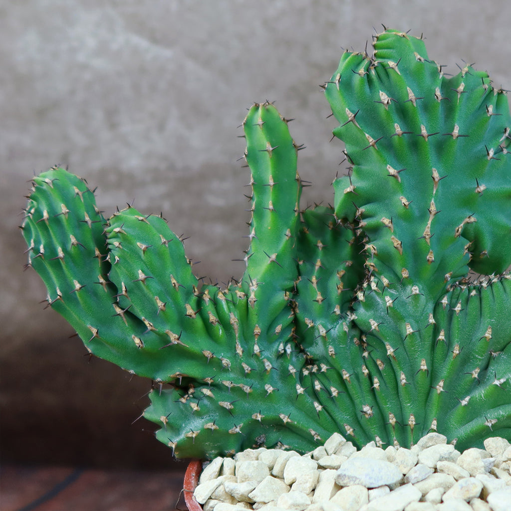 Euphorbia ammak crest