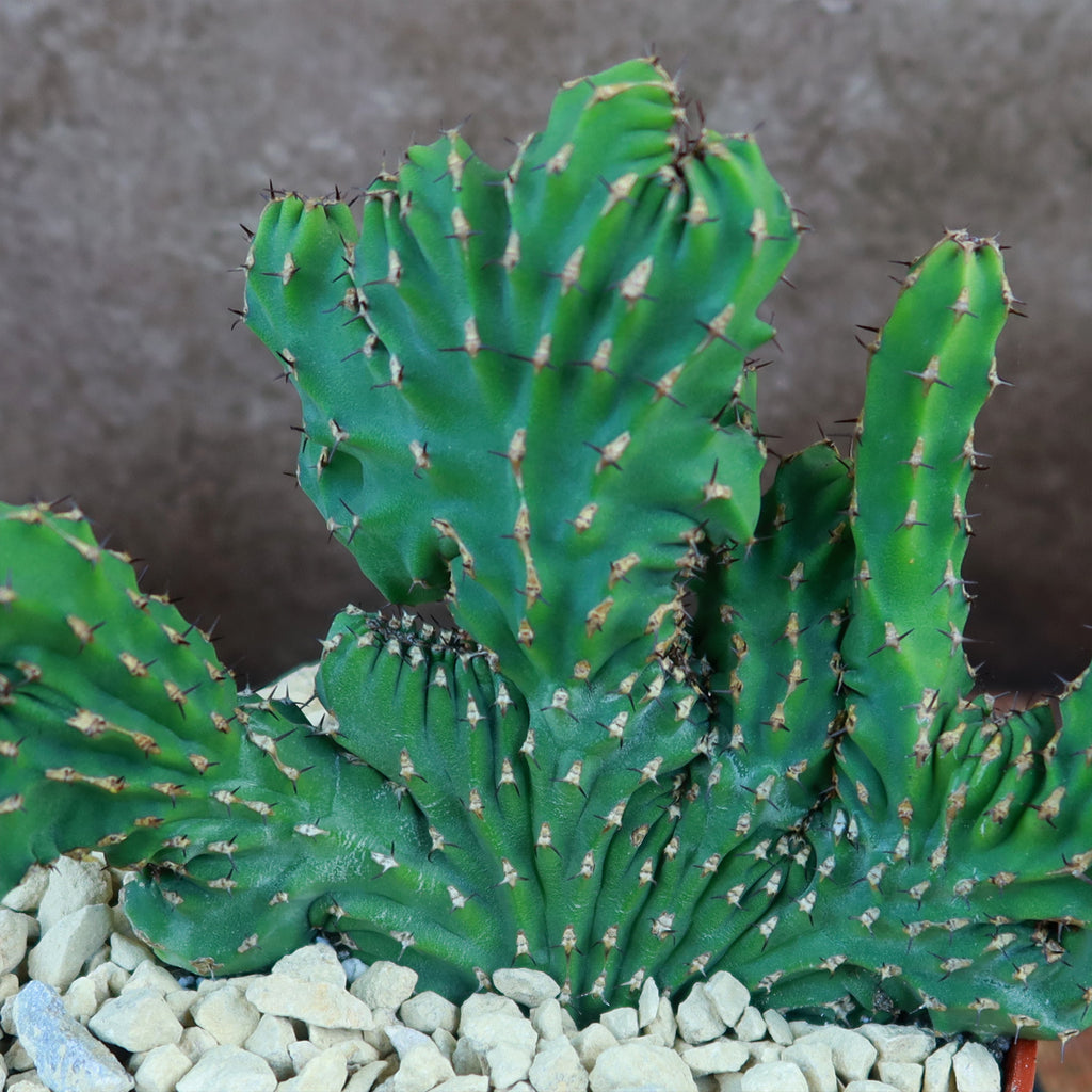 Euphorbia ammak crest
